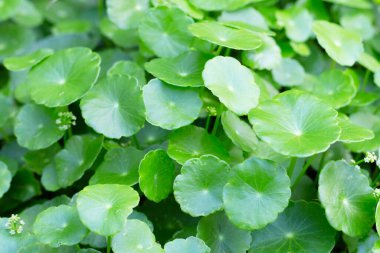Centella asiatica (gotu kola). Bitkisel ilaç fabrikası