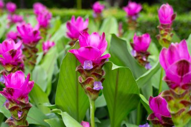 Curcuma sessilis bagaj bitkisinin pembe çiçeği