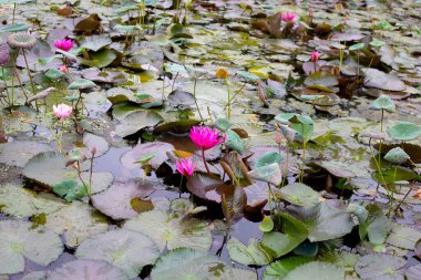 Güzel bir nilüfer. Lotus su bitkisi