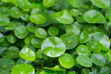 Centella asiatica (gotu kola). Taze yeşil yapraklı bitki arka planı.