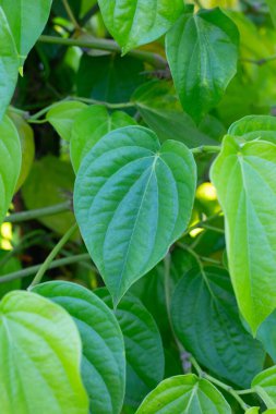 Bahçede yeşil betel yaprakları