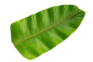 Beyaz arkaplanda Heliconia yaprakları.