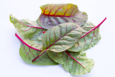 Taze İsviçre pazı yaprakları. Bebek yaprağı İsviçre pazarı