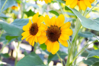 Ayçiçeği alan, güzel yaz manzara.