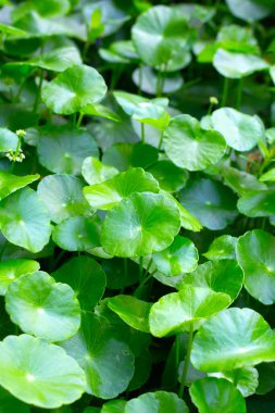 Centella asiatica (gotu kola). Taze yeşil yapraklı bitki arka planı.