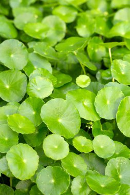 Centella asiatica (gotu kola). Taze yeşil yapraklı bitki arka planı.