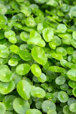 Centella asiatica (gotu kola). Taze yeşil yapraklı bitki arka planı.
