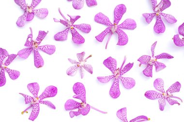 Beyaz arka plan üzerinde güzel mor orkide çiçek.