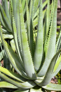 Aloe Vera taze yeşil yapraklar eker