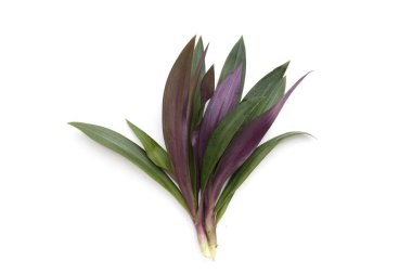 Nilüfer, Teknedeki Musa, Rheo, İstiridye Bitkisi.