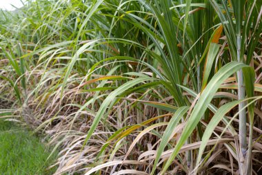 Şeker kamışı tarlaları, şeker kamışı tarlaları