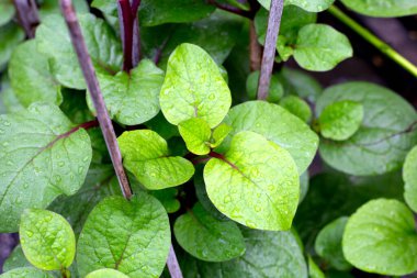 Ceylon spinach or basella rubra linn