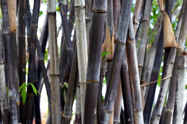 Bahçedeki taze yeşil bambu ağacı