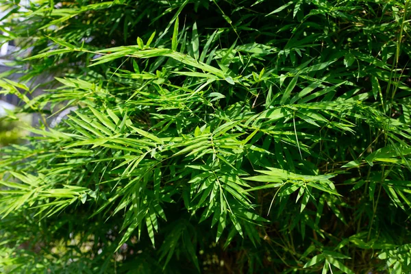 Daun Bambu Pohon Bambu Taman — Stok Foto