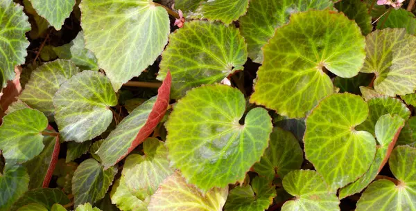 Begonia Chlorneura Φύλλα Στον Κήπο — Φωτογραφία Αρχείου