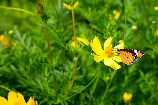 Butterfly with orange sulfur cosmos or yellow cosmos flower.