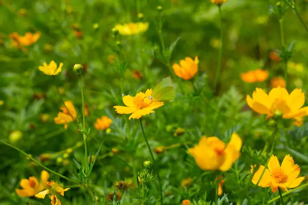 Turuncu Sülfür Kozmoslu Kelebek Sarı Kozmos Çiçeği — Stok fotoğraf