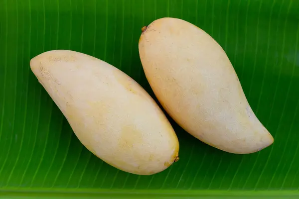 Frutas Maduras Mango Amarillo Dulce — Foto de Stock