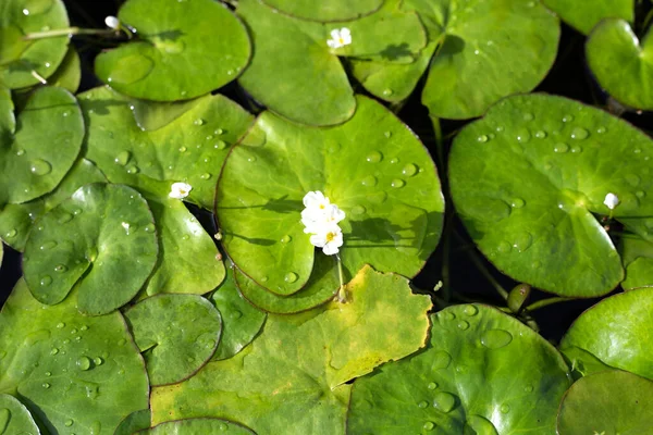 Krásná Lilie Lotosový Květ Zelenými Listy — Stock fotografie