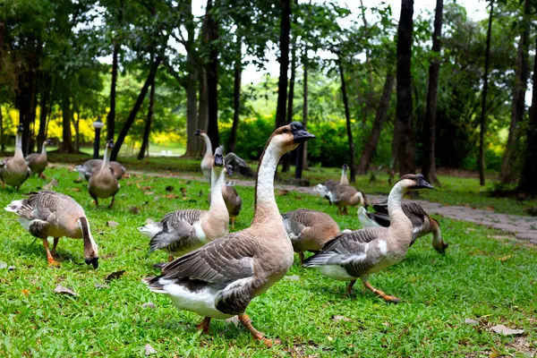公园的绿草上有成群的鹅 — 图库照片