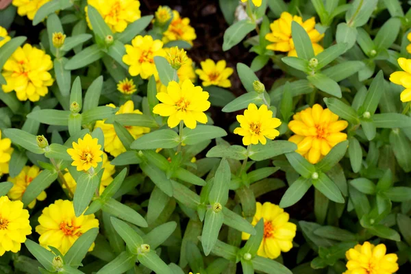 Żółty Kwiat Cynku Ogrodzie — Zdjęcie stockowe