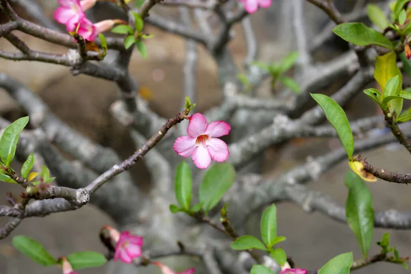 Adenium Obesum Tree Pink Flowers Green Leaves — Stock Photo, Image