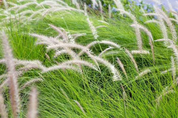 Fountain Grass Pennisetum Alopecuroides — Photo