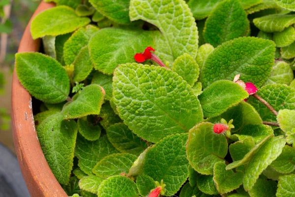 Episcia Cupreata bitkisi tencerede