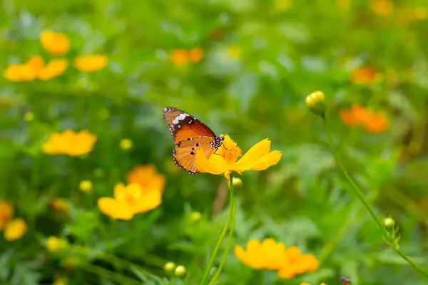 Бабочка Оранжевым Космосом Серы Желтым Цветком Космоса — стоковое фото