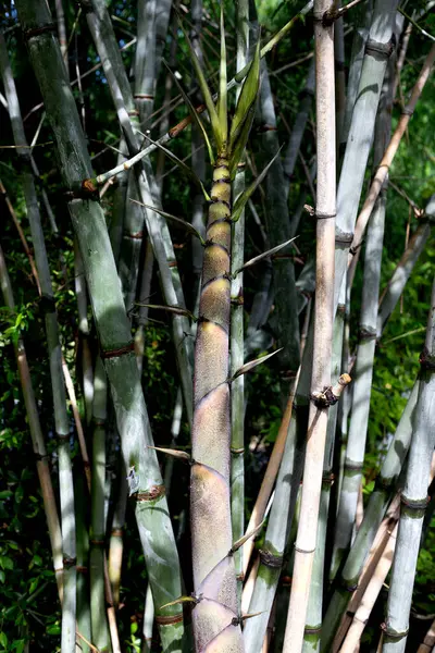 Bambou Vert Frais Dans Jardin — Photo