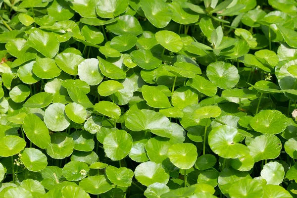 Centella asiatica (gotu kola). Taze yeşil yapraklı bitki arka planı.