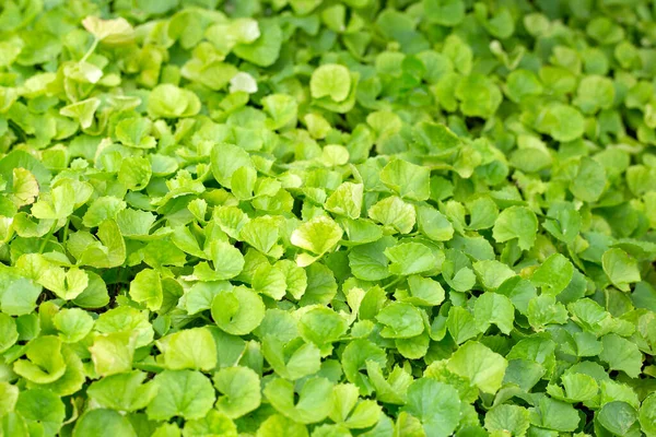 Gotu Kola bitkisi bahçede.