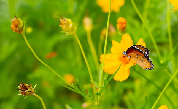 オレンジの硫黄コスモスまたは黄色の宇宙の花が付いている蝶 — ストック写真