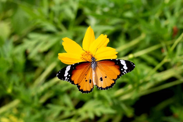 Pillangó Narancs Kén Kozmosz Vagy Sárga Kozmosz Virág — Stock Fotó