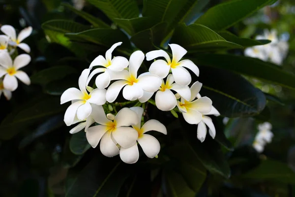 Plumeria Frangipani Flower Tropical Tree — Fotografia de Stock