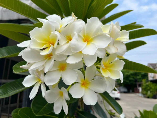 プルメリアまたはフランジパニの花 熱帯の木 — ストック写真