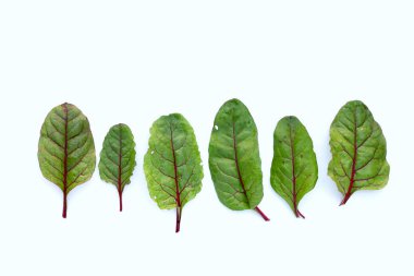 Taze İsviçre pazı yaprakları. Bebek yaprağı İsviçre pazarı