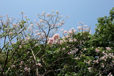 Trompet Ağacı, Pembe Poui, Yeni Dünya Trompeti, Rosy Trompet