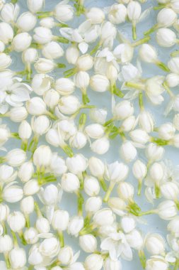 Thai yasemin çiçekleri suya batırılmış.