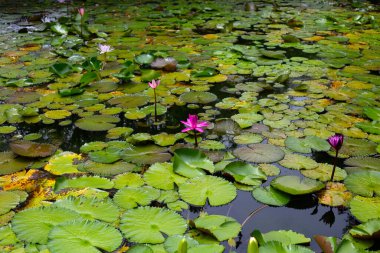 Güzel bir nilüfer. Yeşil yapraklı nilüfer çiçeği