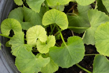 Gotu Kola saksıda yetişiyor.