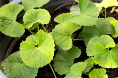 Gotu Kola saksıda yetişiyor.