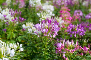 Parktaki Cleome Spinosa çiçeği