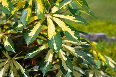 Cassava bitkisi (Manihot esculenta). Yeşil ve sarı yapraklar