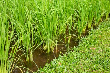 Pirinç tarlasında pirinç bitkisi.
