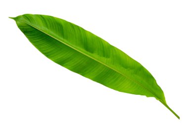 Heliconia leaves on white background.