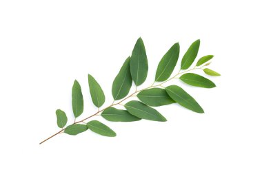 Green leaves of eucalyptus on white