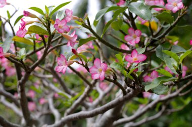 Adenyum obesum ağacı ve pembe çiçekler. Yeşil yapraklar