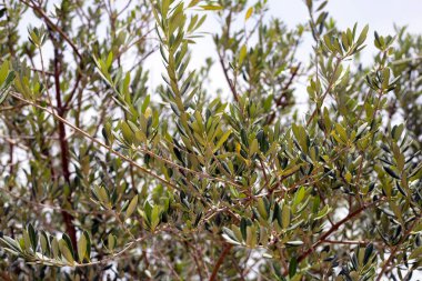 Mavi gökyüzü olan zeytin ağacı