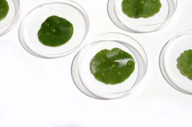 Centella asiatica (gotu kola). Taze yeşil yapraklı bitki, beyaz arka planda, petri kabında..